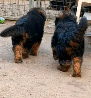 3-6 months Male Purebred German Shepherd