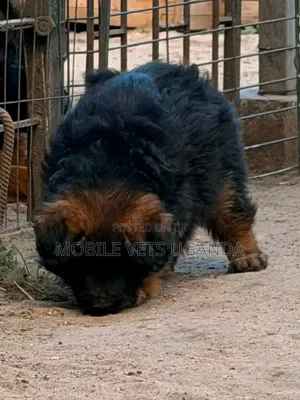 1-3 months Male Purebred German Shepherd
