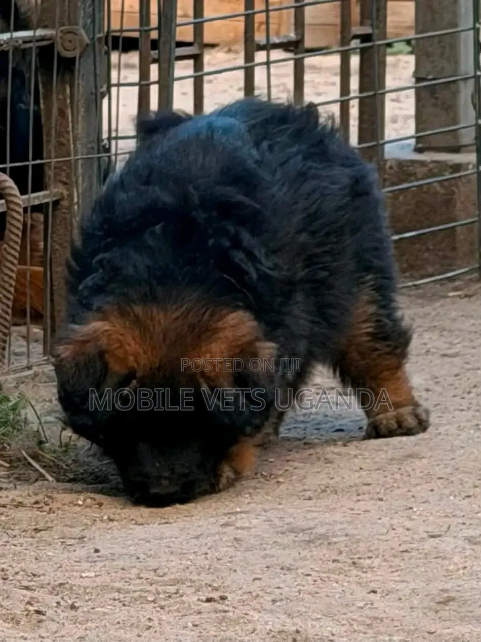 1-3 months Male Purebred German Shepherd