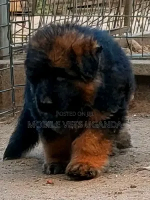 0-1 month Male Purebred German Shepherd
