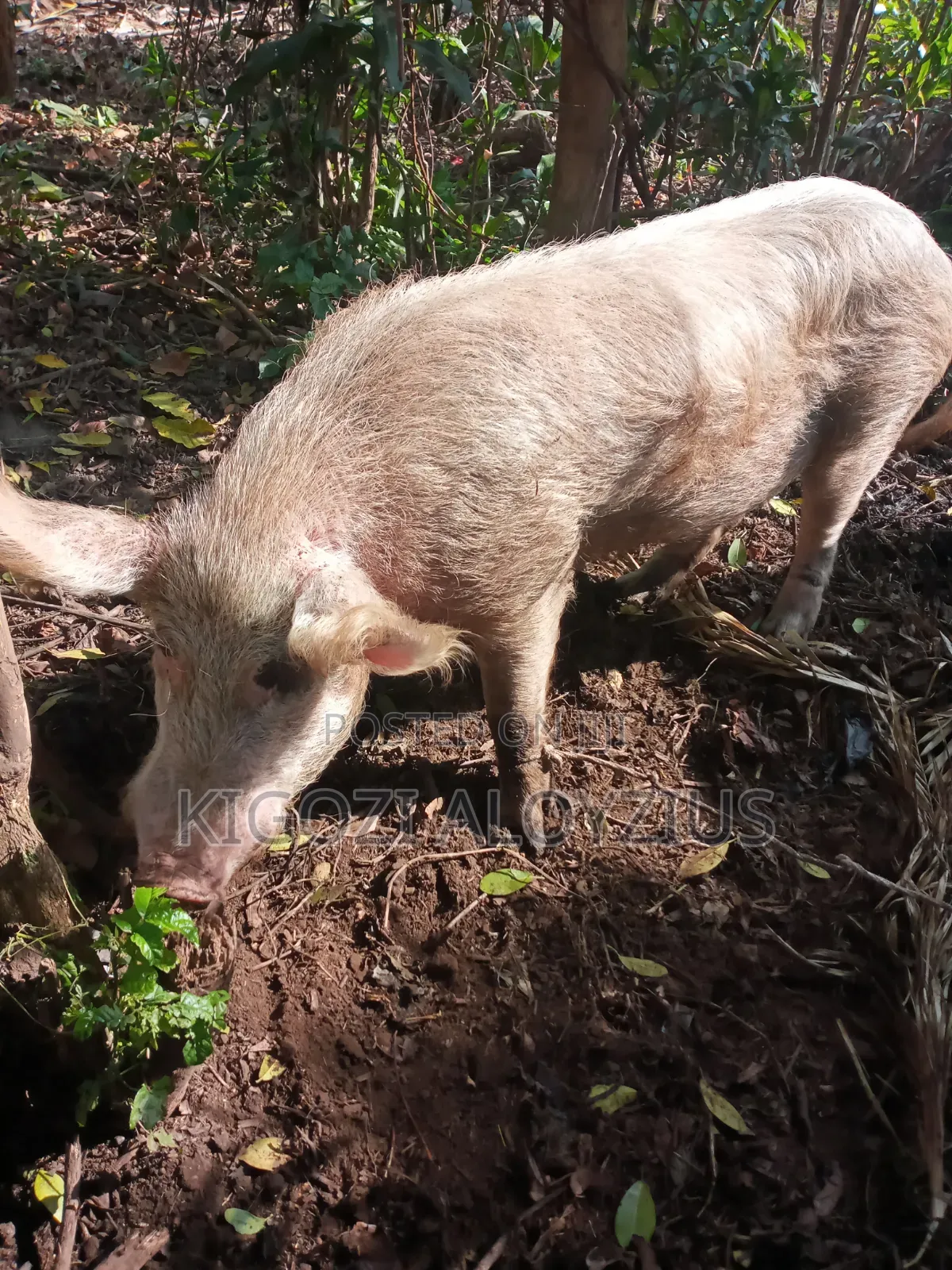 Male Pig for Bleeding