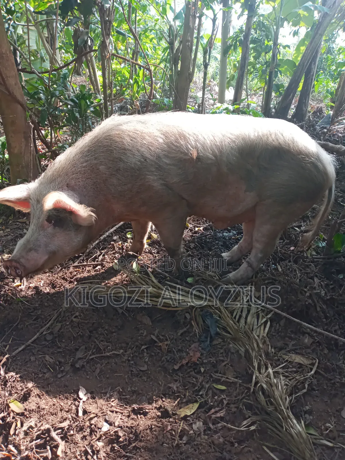 Male Pig for Bleeding