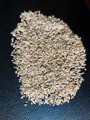 Simsim Seeds