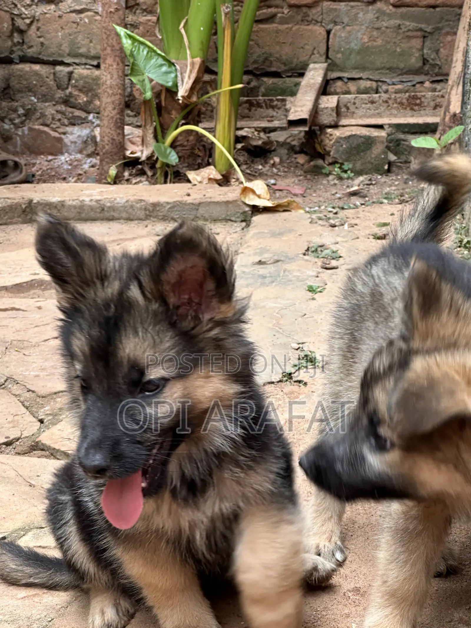 1-3 months Female Purebred German Shepherd