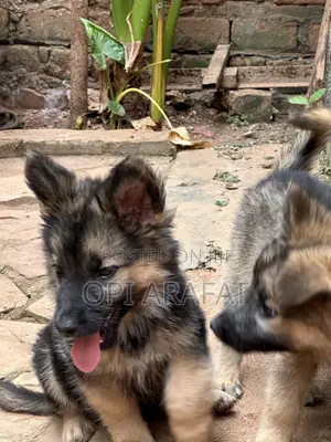 1-3 months Female Purebred German Shepherd