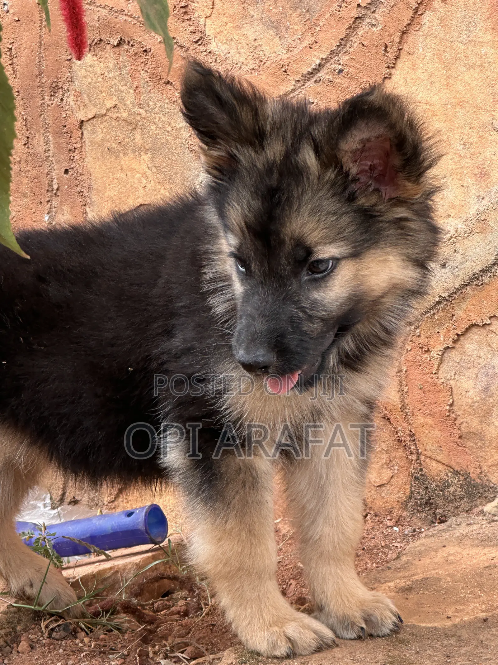1-3 months Female Purebred German Shepherd