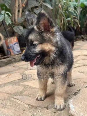 1-3 months Female Purebred German Shepherd
