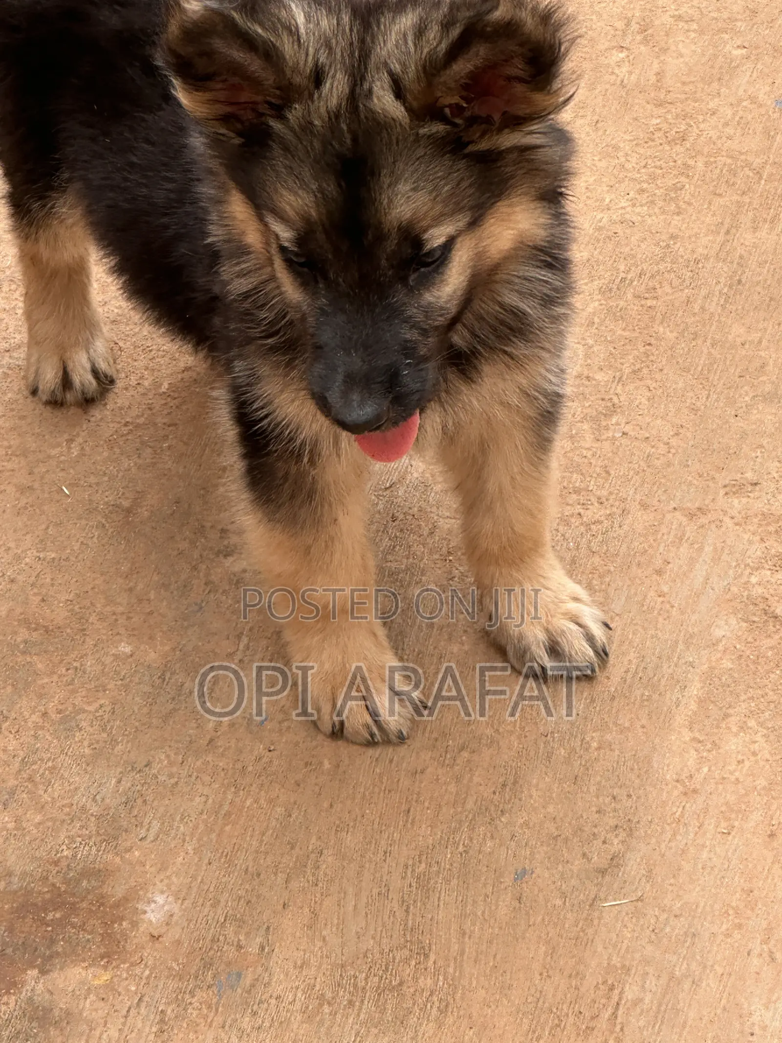 1-3 months Female Purebred German Shepherd