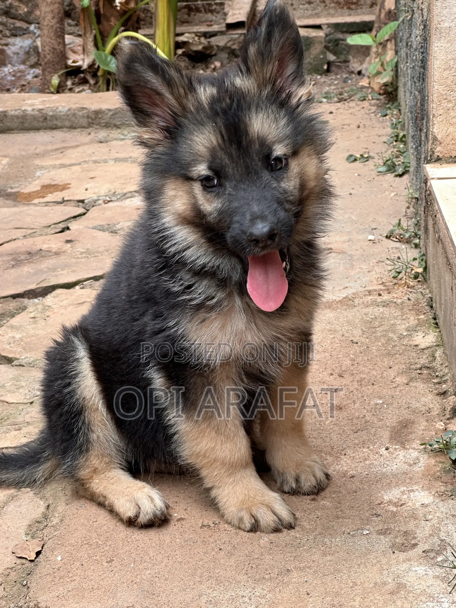 1-3 months Female Purebred German Shepherd