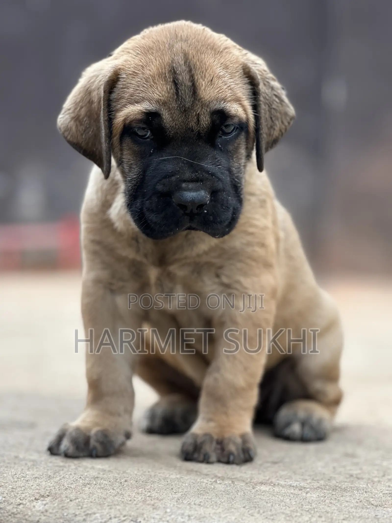 1-3 months Male Purebred Boerboel