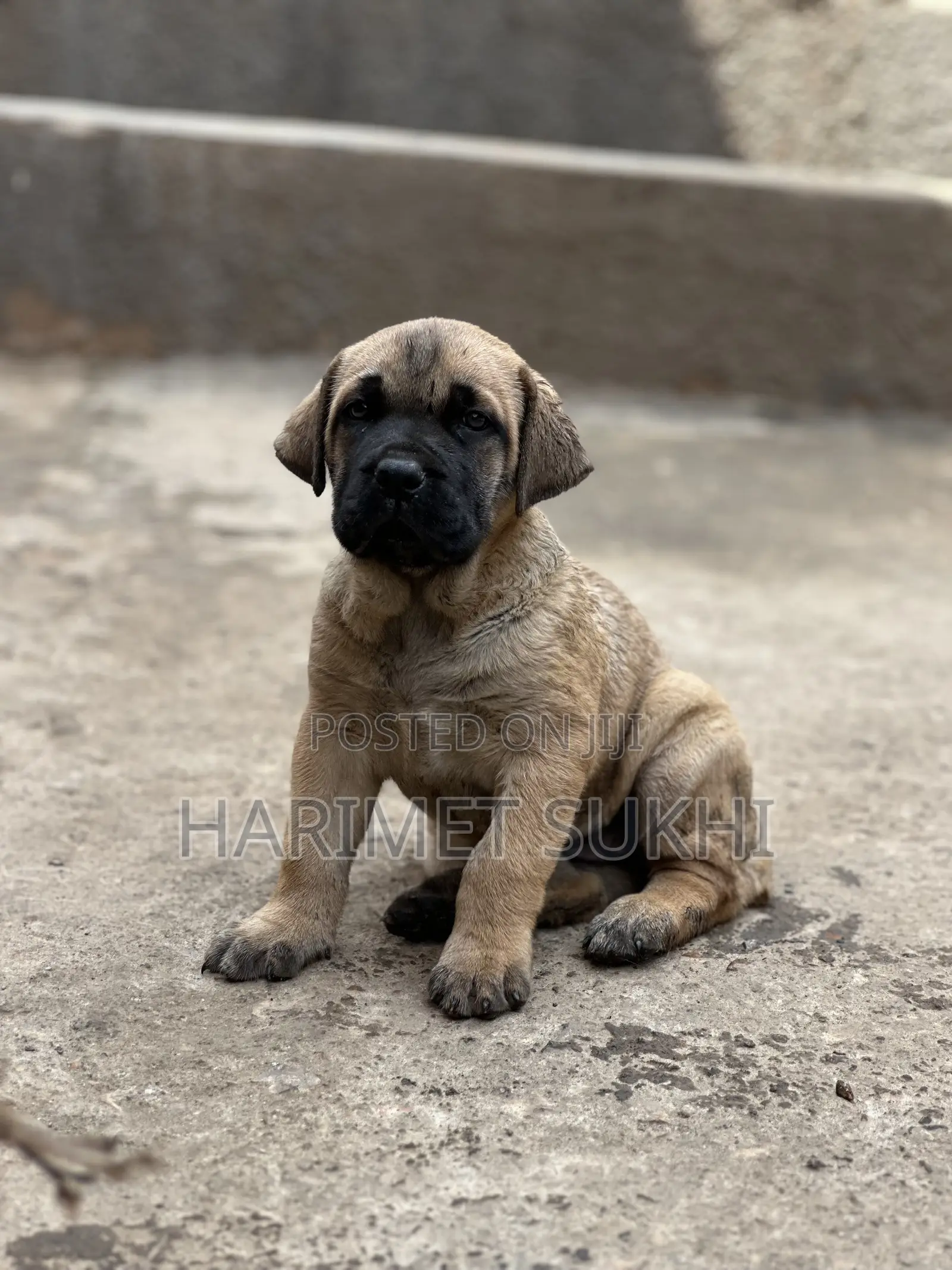 1-3 months Male Purebred Boerboel