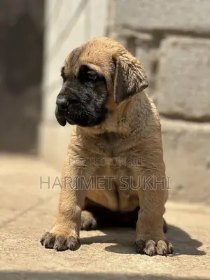 1-3 months Male Purebred Boerboel