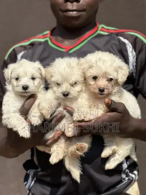 1-3 months Male Purebred Maltese
