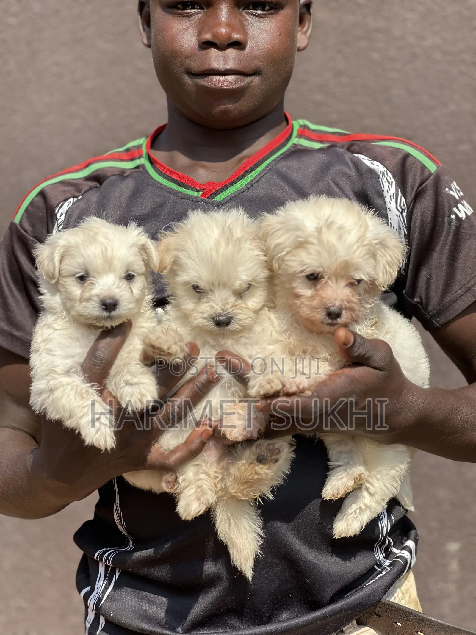 1-3 months Male Purebred Maltese