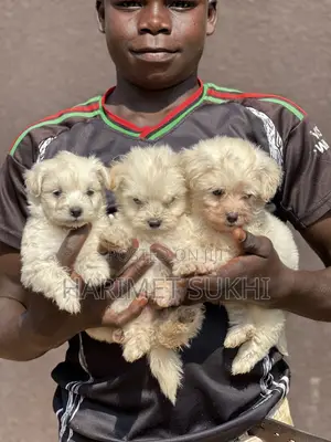 1-3 months Male Purebred Maltese