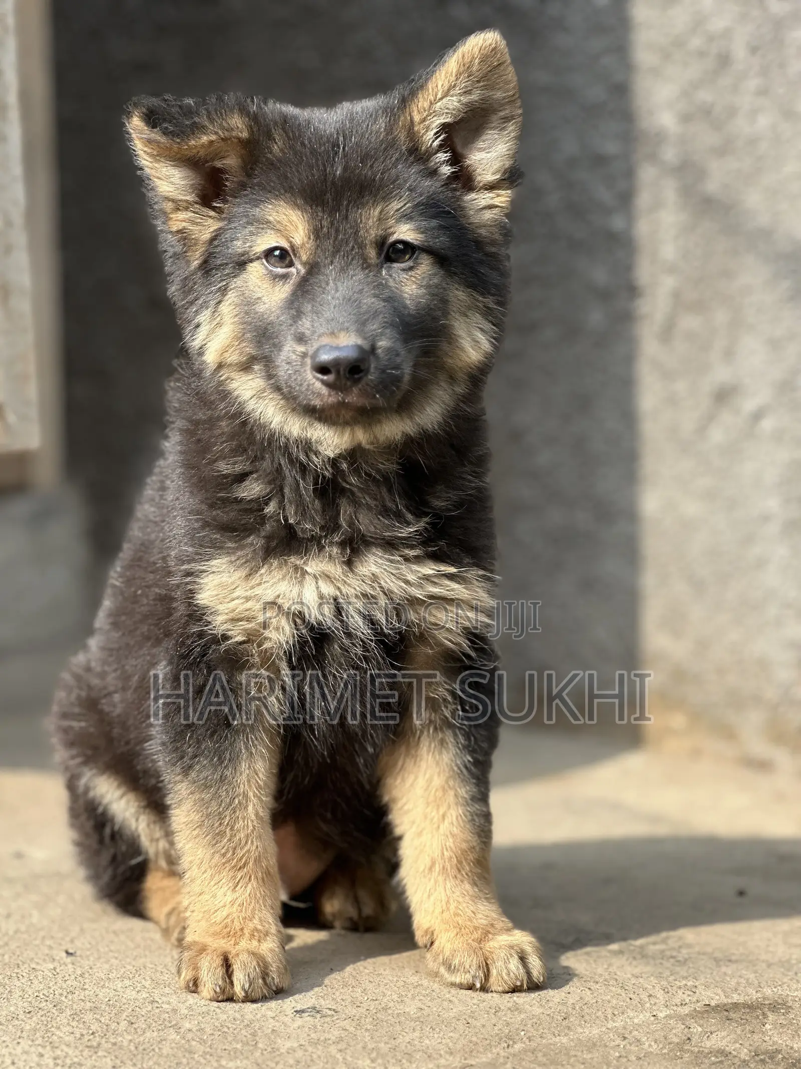 1-3 months Male Purebred German Shepherd