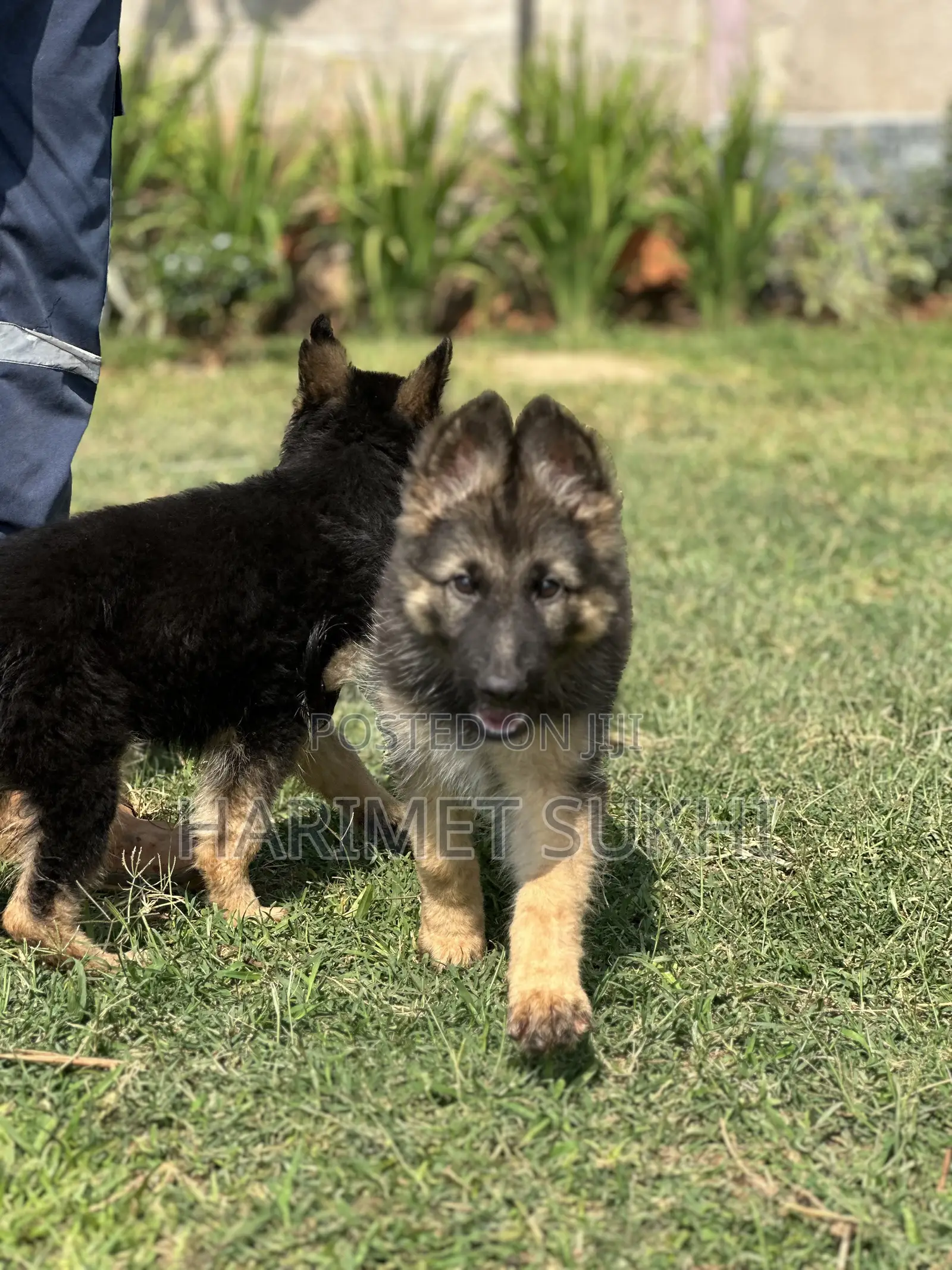 1-3 months Male Purebred German Shepherd