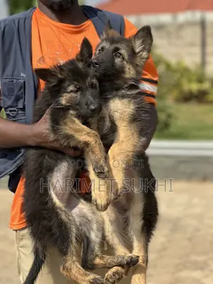 1-3 months Male Purebred German Shepherd