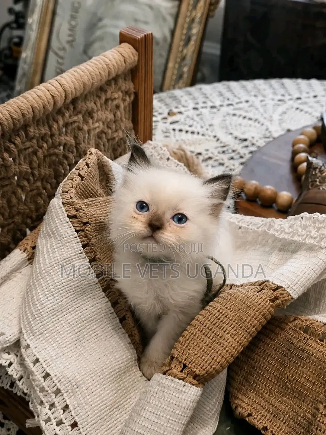 0-1 month Female Purebred Ragdoll