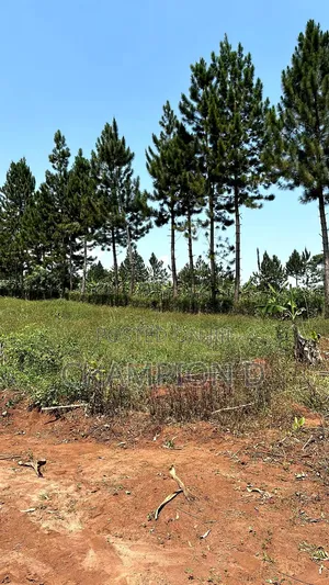 Kisoga Estate Up for Sale