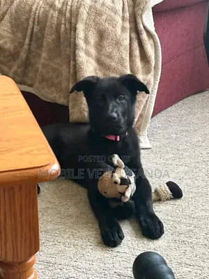 3-6 months Male Purebred German Shepherd