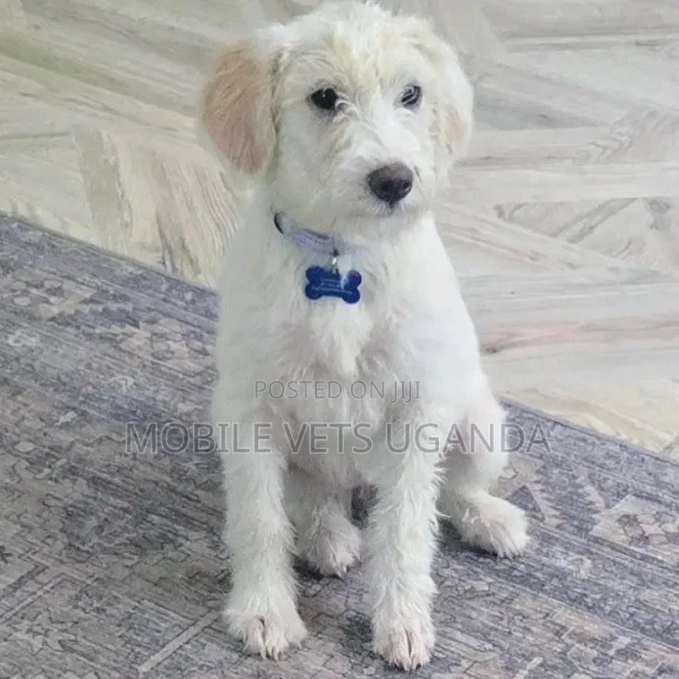 3-6 months Female Purebred Maltese