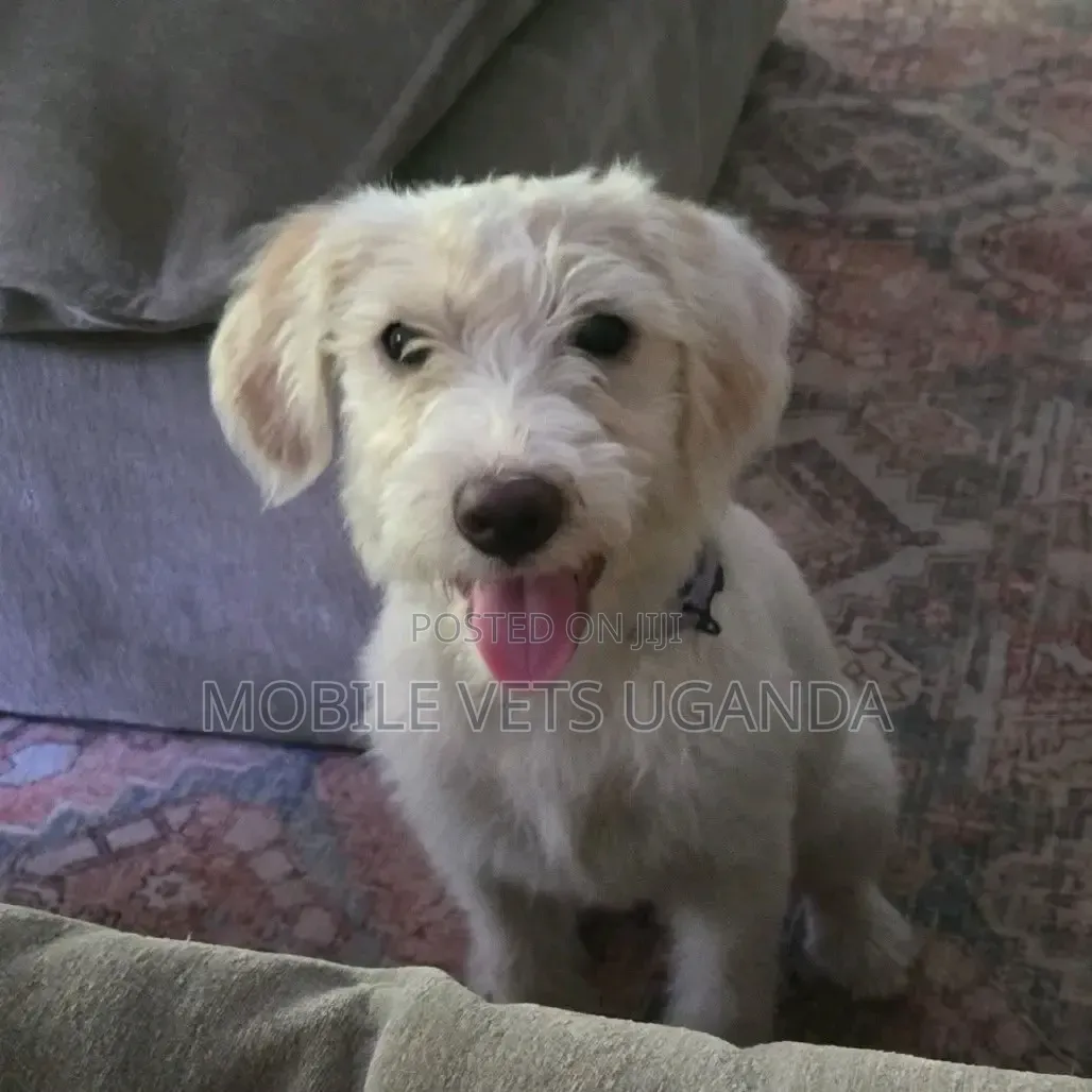 1-3 months Male Purebred Maltese