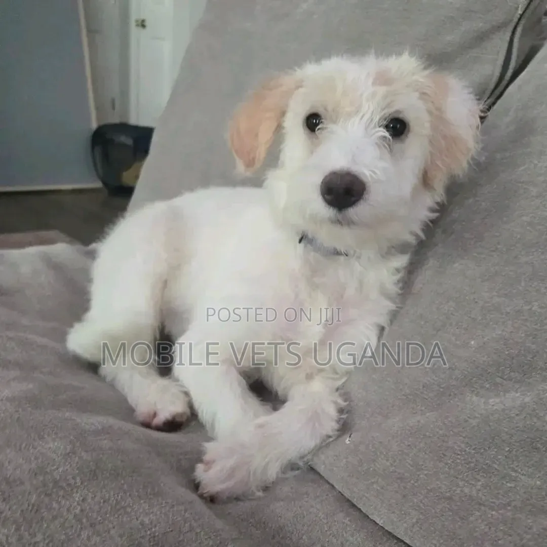 3-6 months Female Purebred Maltese