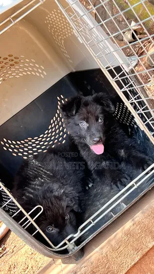 1-3 months Male Purebred German Shepherd