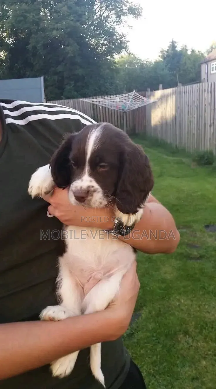 1-3 months Female Purebred English Cocker Spaniel