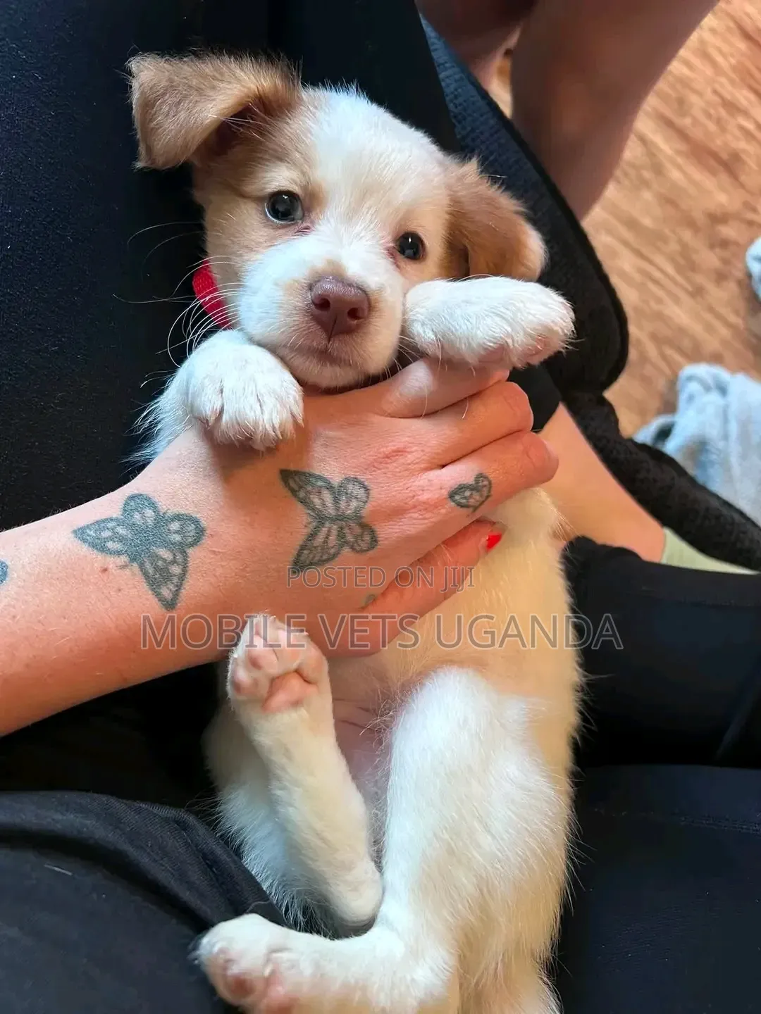 1-3 months Female Purebred Japanese Spitz