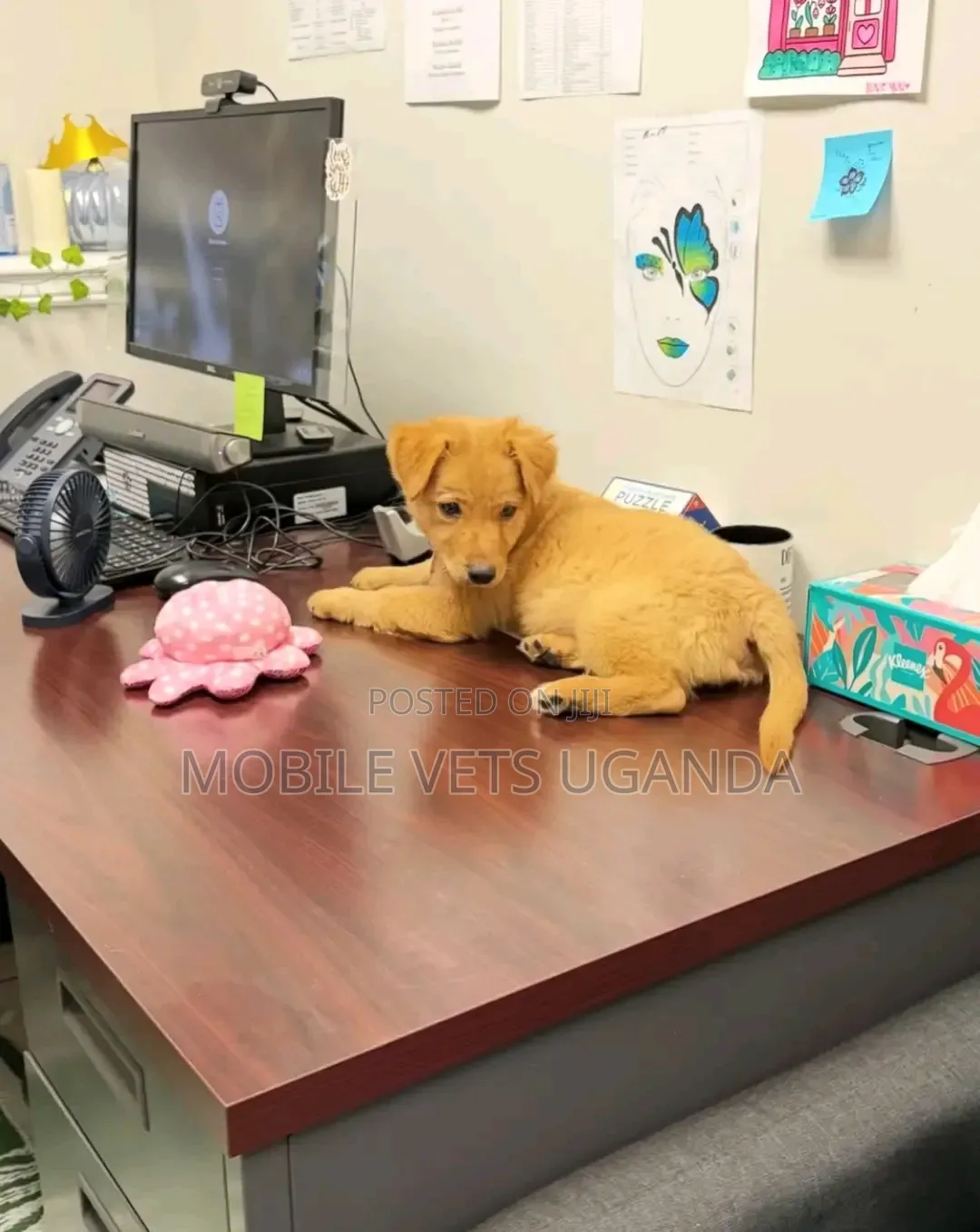 1-3 months Male Purebred Japanese Spitz
