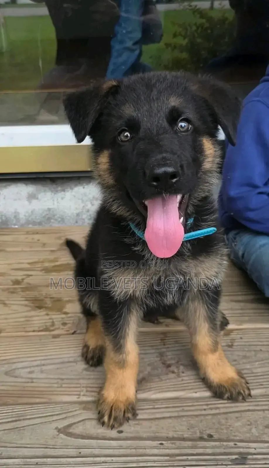 3-6 months Male Purebred German Shepherd