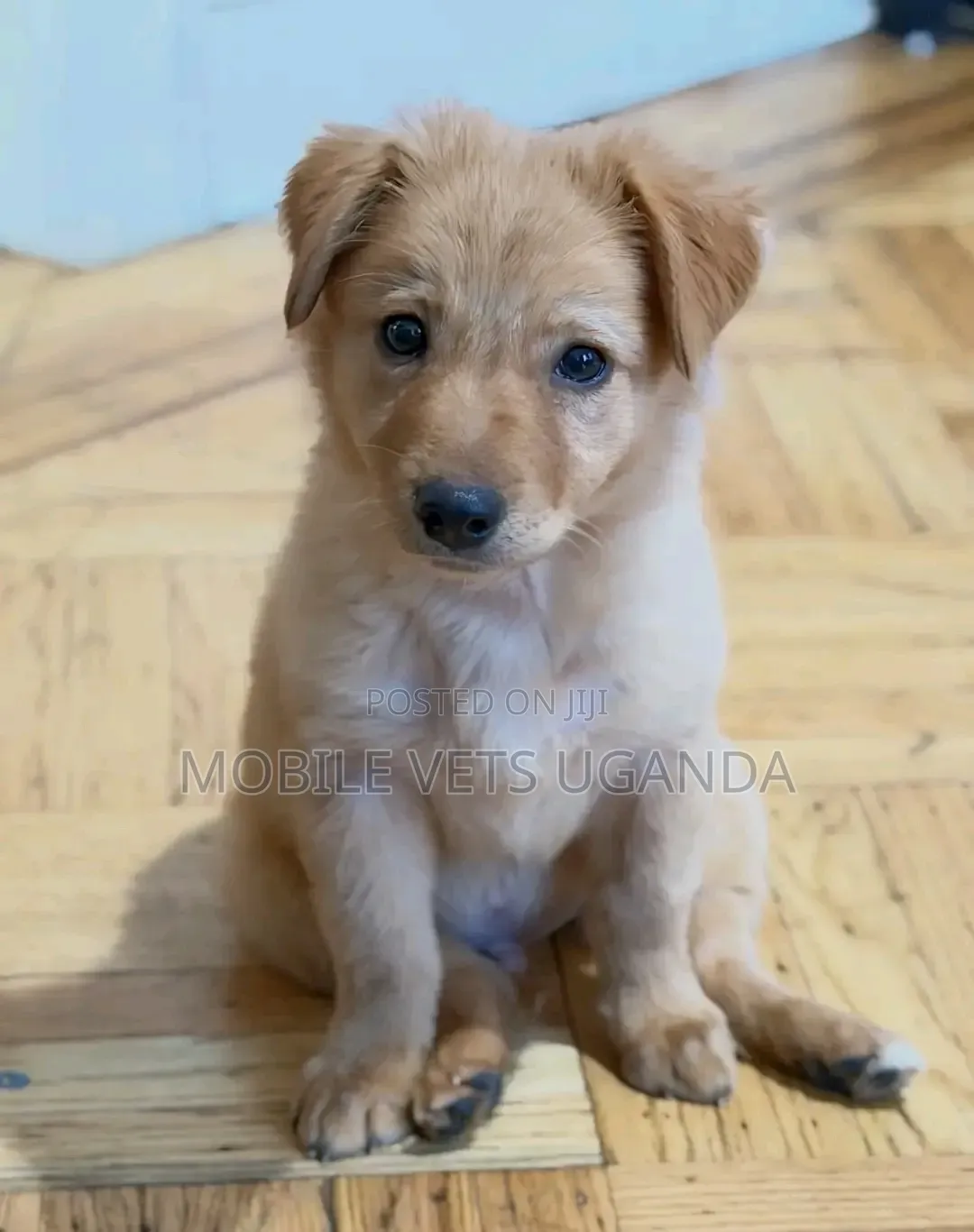 1-3 months Male Purebred Japanese Spitz