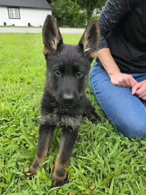 3-6 months Male Purebred German Shepherd