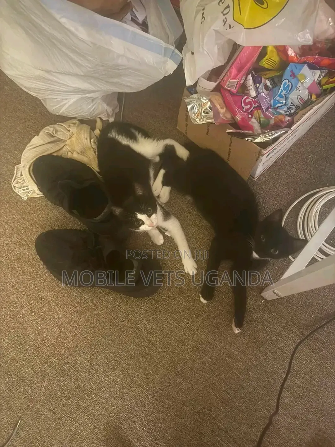 1-3 months Female Purebred Balinese