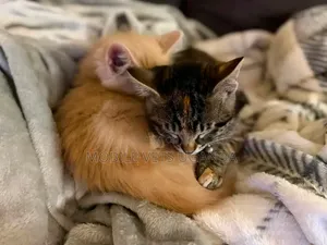 0-1 month Female Purebred Exotic