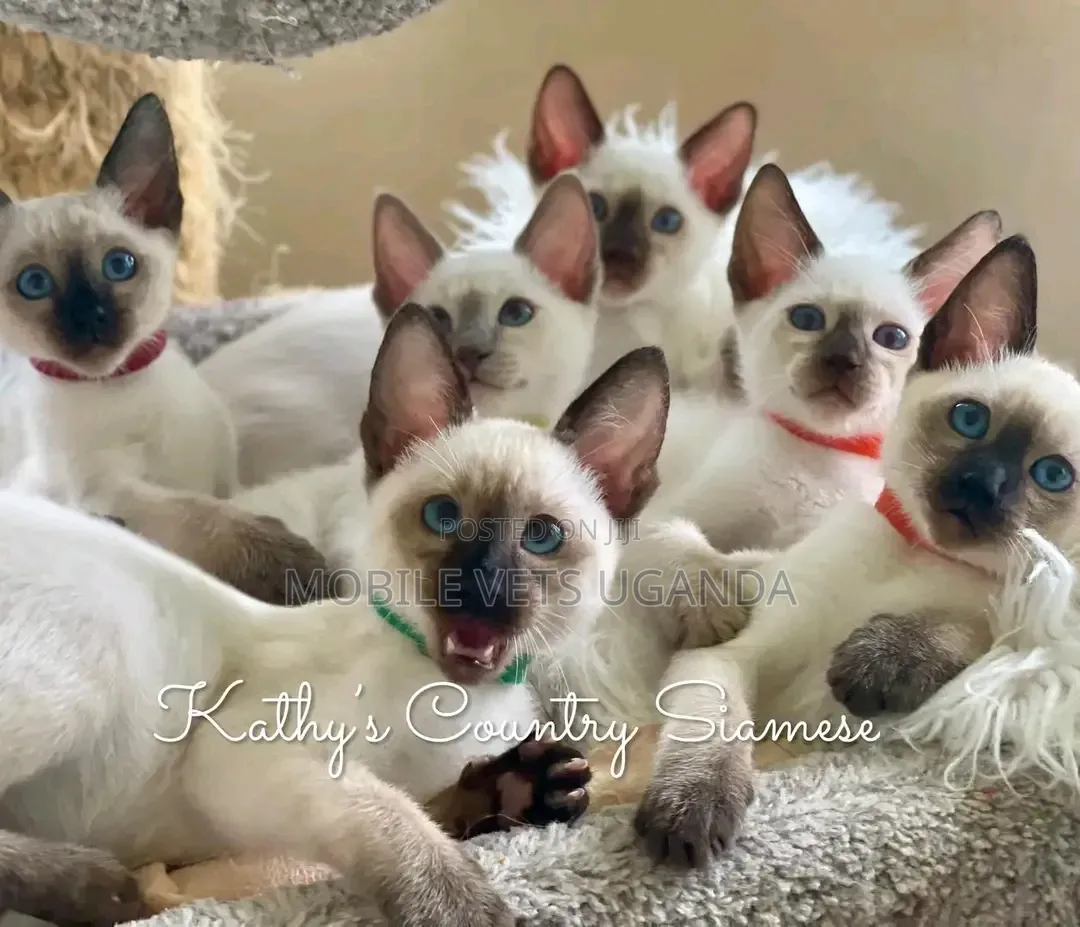 1-3 months Male Purebred Siamese