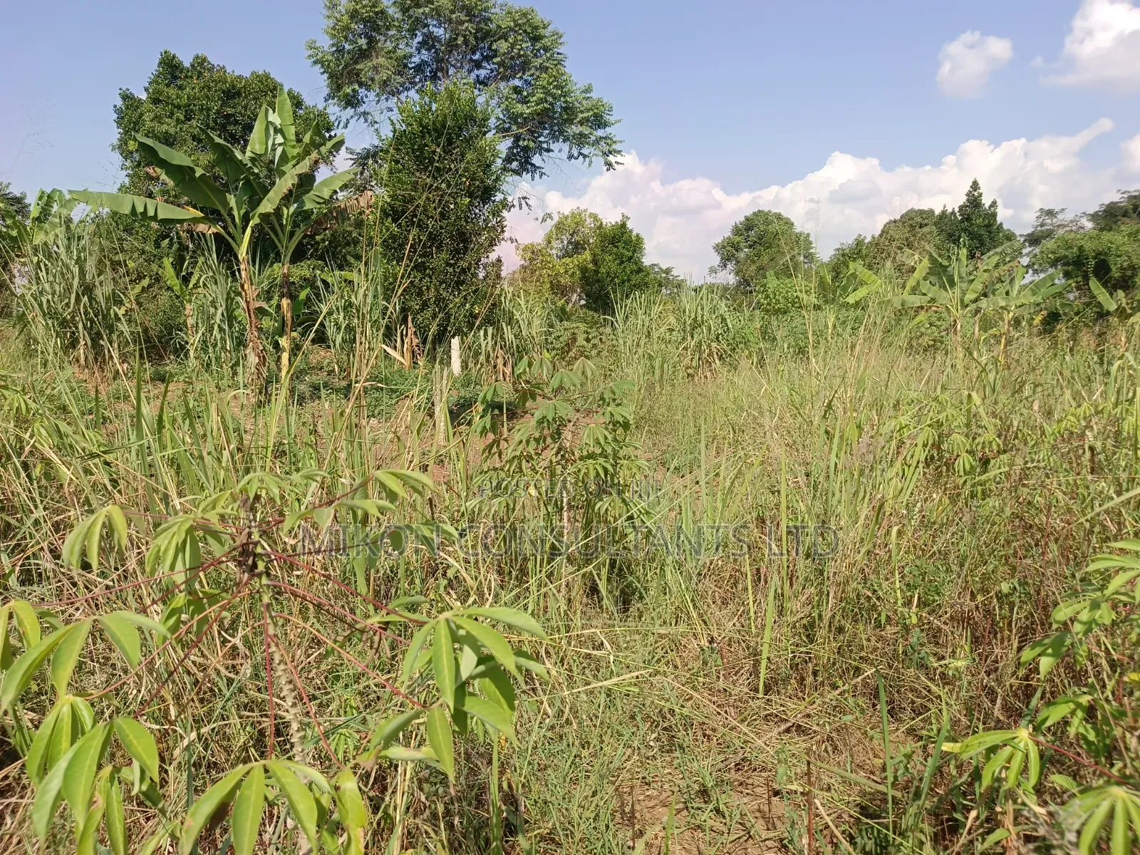 3.5 Acres in Kikyusa at Only 13m Per Acre