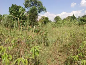 3.5 Acres in Kikyusa at Only 13m Per Acre