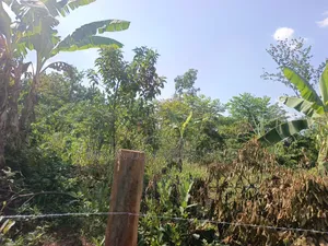3.5 Acres in Kikyusa at Only 13m Per Acre