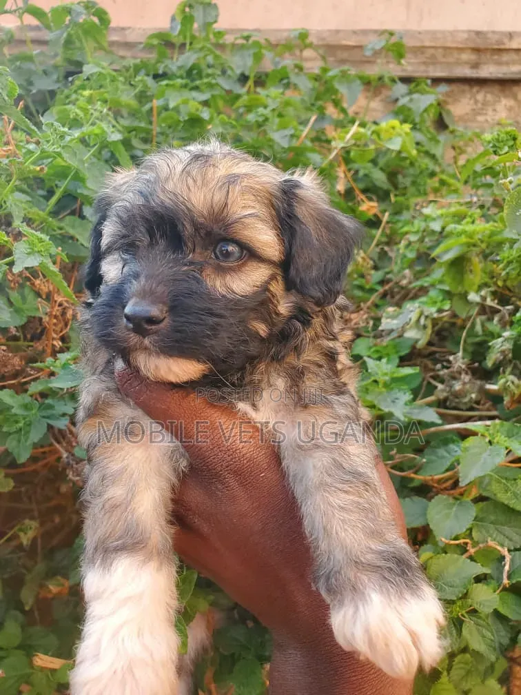 0-1 month Female Purebred Maltese