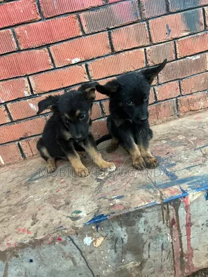 1-3 months Male Purebred German Shepherd