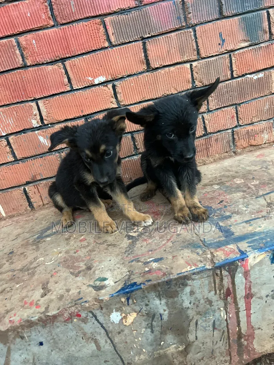 1-3 months Male Purebred German Shepherd