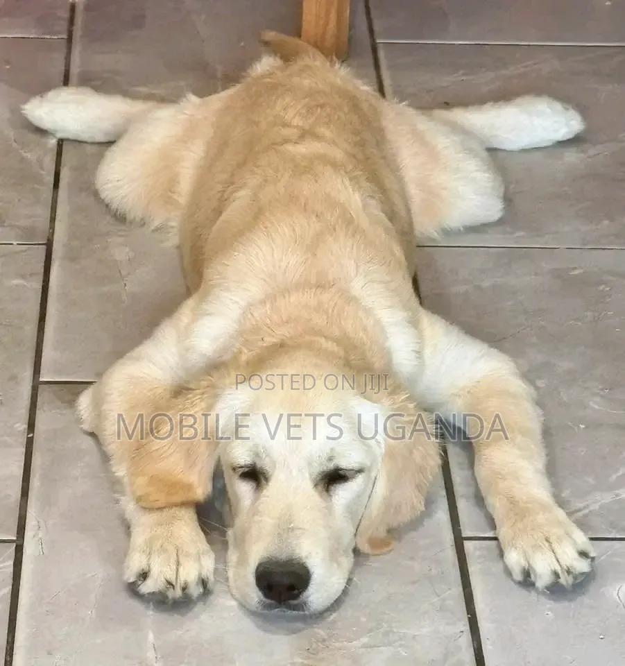 6-12 months Male Purebred Golden Retriever