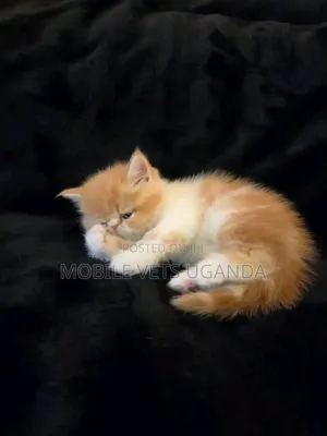 0-1 month Male Purebred American Shorthair