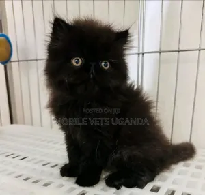 1-3 months Male Purebred Persian