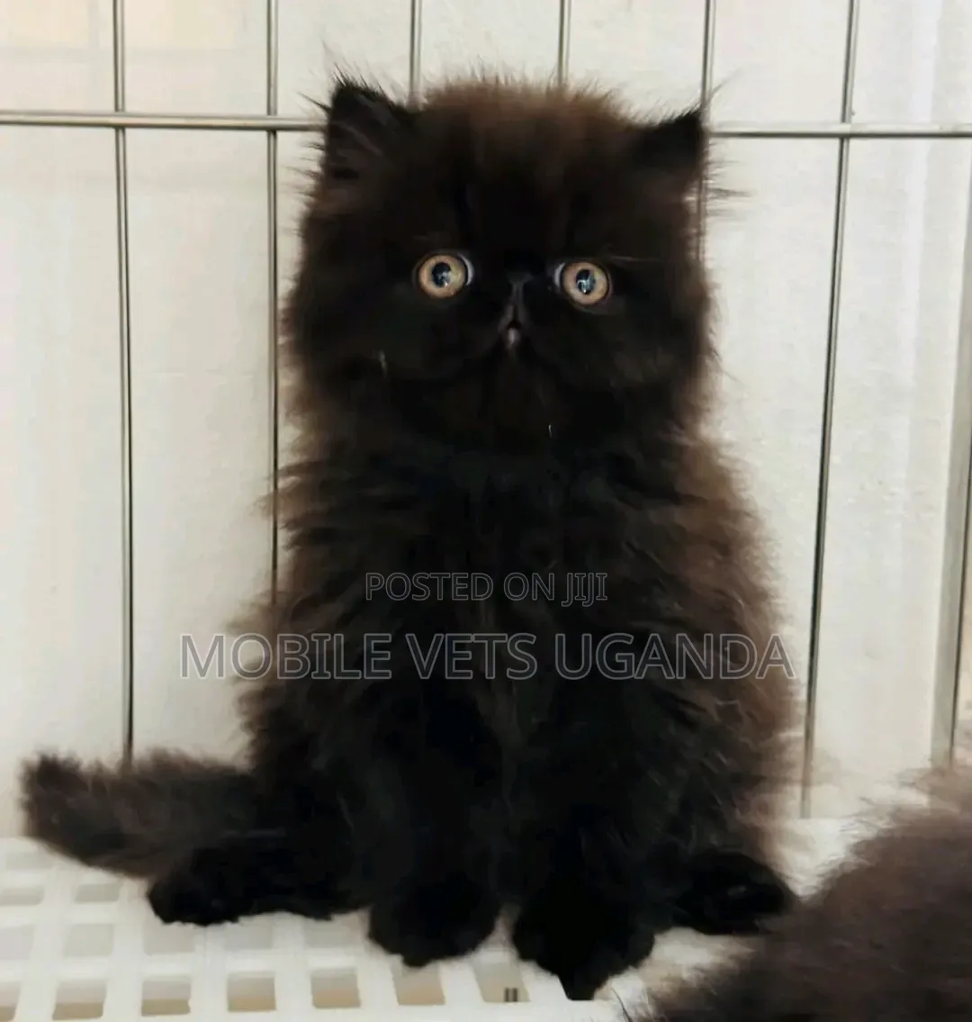 1-3 months Male Purebred Persian