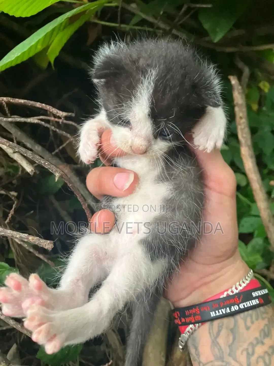 0-1 month Male Purebred Balinese