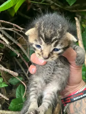 0-1 month Male Purebred Bombay